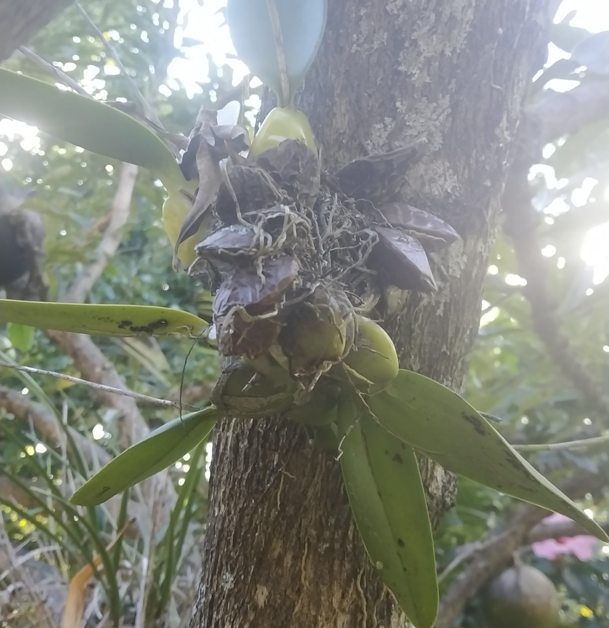 Laelia rubescens alba